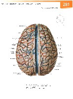 Sobotta Atlas of Human Anatomy  Head,Neck,Upper Limb Volume1 2006, page 288
